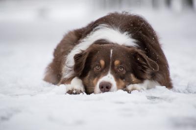 australian-shepherd-5902417_1920.jpg